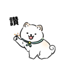 しばまるまる － にちじょうしろしば（個別スタンプ：1）