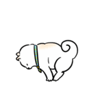 しばまるまる － にちじょうしろしば（個別スタンプ：19）