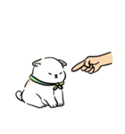 しばまるまる － にちじょうしろしば（個別スタンプ：20）