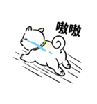 しばまるまる － にちじょうしろしば（個別スタンプ：24）