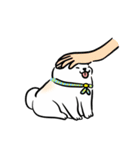 しばまるまる － にちじょうしろしば（個別スタンプ：29）