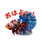 ⭐ベタ 闘魚【毎日使えるペットシリーズ】（個別スタンプ：1）