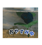 ⭐ベタ 闘魚【毎日使えるペットシリーズ】（個別スタンプ：2）