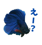⭐ベタ 闘魚【毎日使えるペットシリーズ】（個別スタンプ：3）