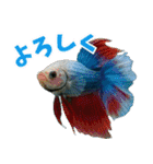 ⭐ベタ 闘魚【毎日使えるペットシリーズ】（個別スタンプ：5）