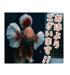 ⭐ベタ 闘魚【毎日使えるペットシリーズ】（個別スタンプ：6）
