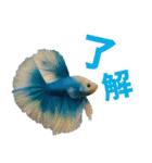 ⭐ベタ 闘魚【毎日使えるペットシリーズ】（個別スタンプ：7）