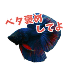 ⭐ベタ 闘魚【毎日使えるペットシリーズ】（個別スタンプ：9）