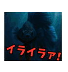 ⭐ベタ 闘魚【毎日使えるペットシリーズ】（個別スタンプ：10）