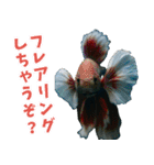 ⭐ベタ 闘魚【毎日使えるペットシリーズ】（個別スタンプ：11）