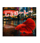 ⭐ベタ 闘魚【毎日使えるペットシリーズ】（個別スタンプ：12）