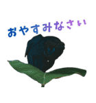 ⭐ベタ 闘魚【毎日使えるペットシリーズ】（個別スタンプ：13）