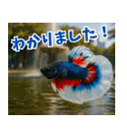 ⭐ベタ 闘魚【毎日使えるペットシリーズ】（個別スタンプ：14）