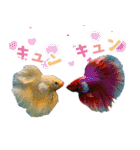 ⭐ベタ 闘魚【毎日使えるペットシリーズ】（個別スタンプ：15）