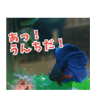 ⭐ベタ 闘魚【毎日使えるペットシリーズ】（個別スタンプ：16）