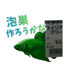 ⭐ベタ 闘魚【毎日使えるペットシリーズ】（個別スタンプ：17）