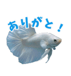 ⭐ベタ 闘魚【毎日使えるペットシリーズ】（個別スタンプ：19）