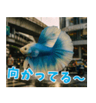⭐ベタ 闘魚【毎日使えるペットシリーズ】（個別スタンプ：20）