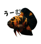 ⭐ベタ 闘魚【毎日使えるペットシリーズ】（個別スタンプ：21）