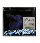 ⭐ベタ 闘魚【毎日使えるペットシリーズ】（個別スタンプ：22）