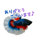⭐ベタ 闘魚【毎日使えるペットシリーズ】（個別スタンプ：23）
