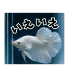 ⭐ベタ 闘魚【毎日使えるペットシリーズ】（個別スタンプ：24）