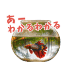 ⭐ベタ 闘魚【毎日使えるペットシリーズ】（個別スタンプ：25）