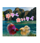 ⭐ベタ 闘魚【毎日使えるペットシリーズ】（個別スタンプ：26）