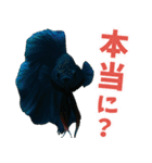 ⭐ベタ 闘魚【毎日使えるペットシリーズ】（個別スタンプ：27）