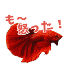 ⭐ベタ 闘魚【毎日使えるペットシリーズ】（個別スタンプ：31）