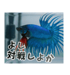 ⭐ベタ 闘魚【毎日使えるペットシリーズ】（個別スタンプ：32）
