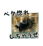 ⭐ベタ 闘魚【毎日使えるペットシリーズ】（個別スタンプ：33）