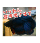 ⭐ベタ 闘魚【毎日使えるペットシリーズ】（個別スタンプ：34）
