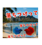 ⭐ベタ 闘魚【毎日使えるペットシリーズ】（個別スタンプ：35）
