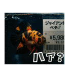 ⭐ベタ 闘魚【毎日使えるペットシリーズ】（個別スタンプ：36）