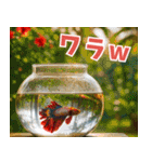 ⭐ベタ 闘魚【毎日使えるペットシリーズ】（個別スタンプ：37）