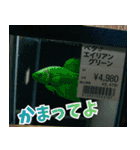 ⭐ベタ 闘魚【毎日使えるペットシリーズ】（個別スタンプ：38）