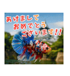 ⭐ベタ 闘魚【毎日使えるペットシリーズ】（個別スタンプ：39）