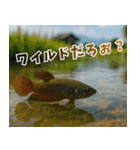 ⭐ベタ 闘魚【毎日使えるペットシリーズ】（個別スタンプ：40）