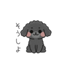 クレヨン画トイプー ブラック（日常会話）（個別スタンプ：16）