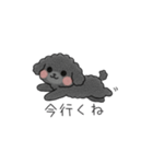 クレヨン画トイプー ブラック（日常会話）（個別スタンプ：18）