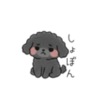 クレヨン画トイプー ブラック（日常会話）（個別スタンプ：37）