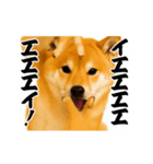 パリピ横揺れ柴犬（個別スタンプ：1）