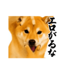 パリピ横揺れ柴犬（個別スタンプ：2）