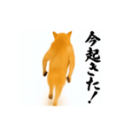 パリピ横揺れ柴犬（個別スタンプ：3）