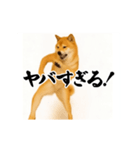 パリピ横揺れ柴犬（個別スタンプ：4）
