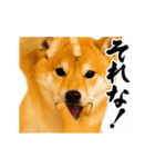 パリピ横揺れ柴犬（個別スタンプ：6）