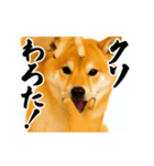 パリピ横揺れ柴犬（個別スタンプ：7）