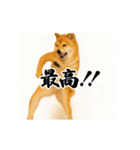 パリピ横揺れ柴犬（個別スタンプ：8）