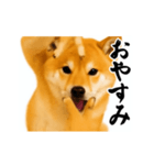 パリピ横揺れ柴犬（個別スタンプ：9）